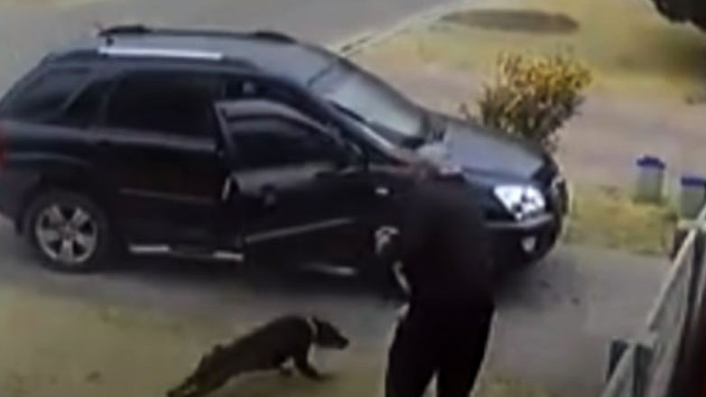 Πήγαν να τον ληστέψουν, όμως υπολόγιζαν χωρίς τα ντόμπερμαν (Βίντεο)