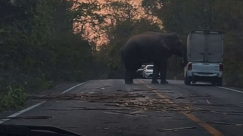 Ελέφαντας παρεξηγήθηκε για την προτεραιότητα στο δρόμο και έδειξε ποιος κάνει κουμάντο