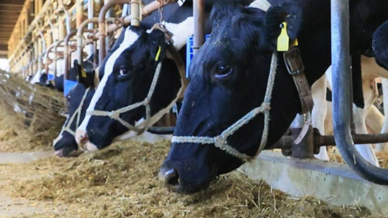 Εταιρία παράγει καύσιμο αυτοκινήτου από… γάλα