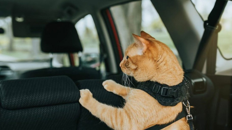 Γάτα: Το καλάθι μεταφοράς ο σύμμαχός σας για το ταξίδι με το αυτοκίνητο