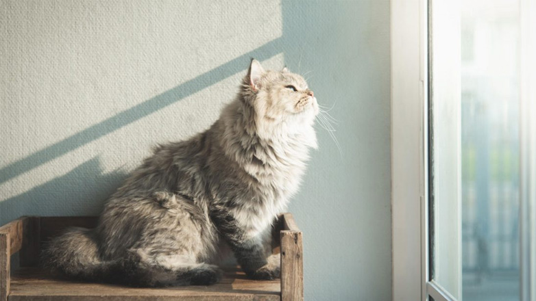 Καλοκαίρι και γάτα: Πώς θα την αφήσετε μόνη της στο σπίτι για μια εβδομάδα