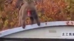 Μην ενοχλείτε τις μαϊμούδες που θέλουν να ζευγαρώσουν