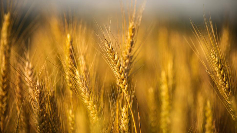 Ρωσία: Χώρες της Αφρικής ζητούν να αρθούν τα εμπόδια για τις εξαγωγές σιτηρών και λιπασμάτων Ρωσία: Χώρες της Αφρικής ζητούν να αρθούν τα εμπόδια για τις εξαγωγές σιτηρών και λιπασμάτων