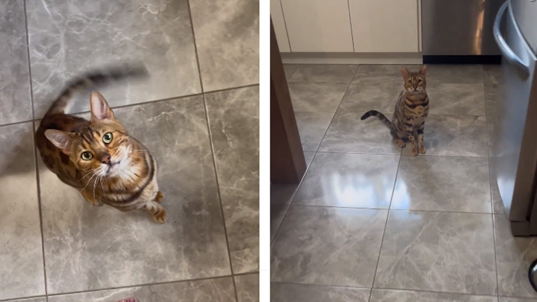 Εκπαιδεύοντας μια γάτα