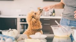 Σκύλος: Εύκολη συνταγή για μπισκότα με κολοκύθα