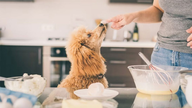 Σκύλος: Εύκολη συνταγή για μπισκότα με κολοκύθα