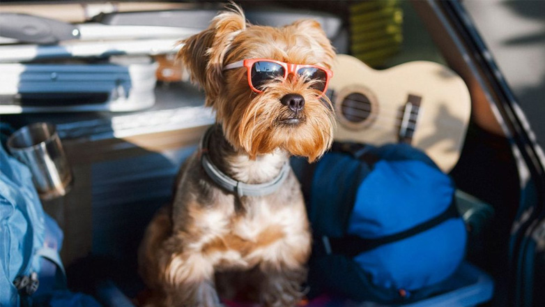 Διακοπές με τον σκύλο – Τι να πάρετε μαζί