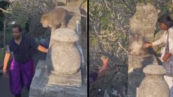 Μαϊμού κλέβει τα γυαλιά ενός άνδρα