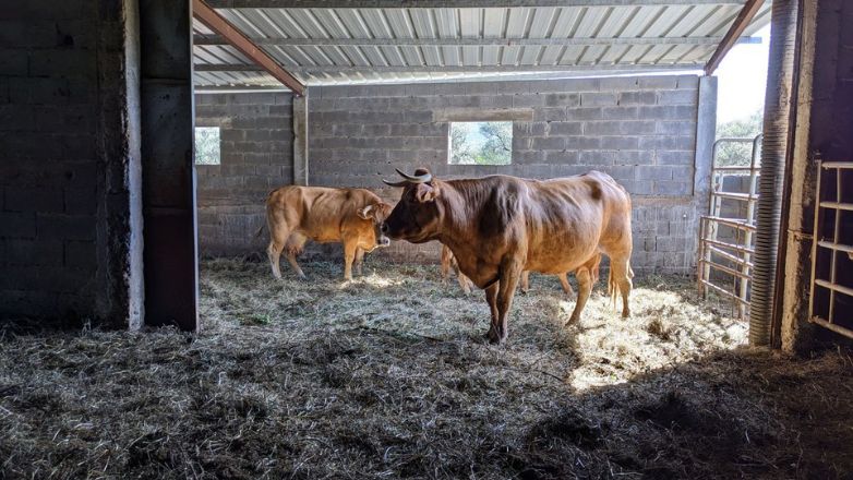 Βοοειδή Barrosão, προστατευόμενο είδος