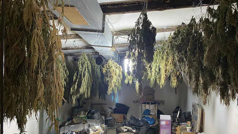 Καλαμάτα: Η αστυνομία κατάσχεσε πάνω από 90 κιλά κάνναβης