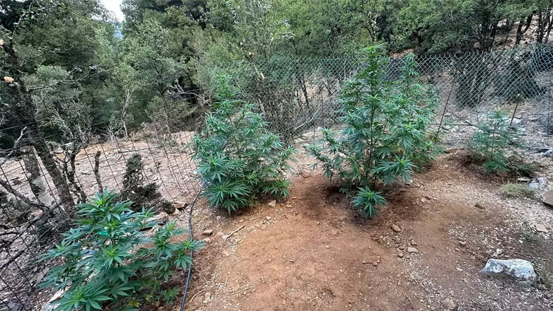 Εντοπισμός φυτειών κάνναβης στο Ρέθυμνο και 3 συλλήψεις στα Ανώγεια