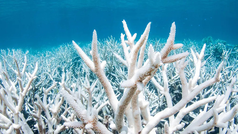 Η λεύκανση κοραλλιών που εκτυλίσσεται στην Αμερική προκαλεί φόβους για παγκόσμια τραγωδία