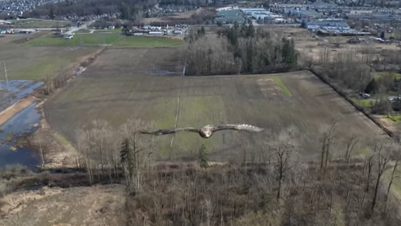 Η στιγμή που ένα πουλί έρχεται… πρόσωπο με πρόσωπο με ένα drone!