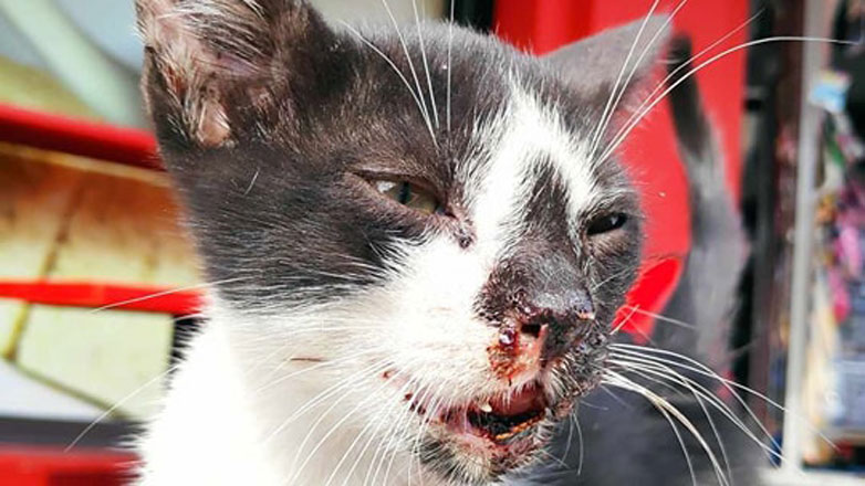 Θεσσαλονίκη: Άγνωστος κλώτσησε γατάκι δύο μηνών και του αποκολλήθηκε η γνάθος