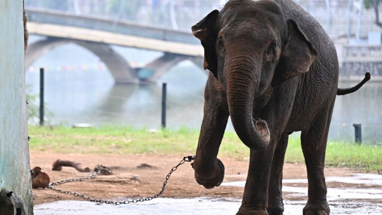 Βιετνάμ: Πιέσεις για την απελευθέρωση αλυσοδεμένων ελεφάντων στον ζωολογικό κήπο του Ανόι