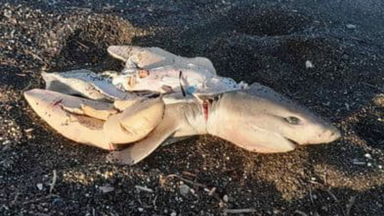 Καρχαριάκι ξεβράστηκε σε παραλία της Σαντορίνης