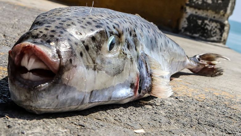 Επίθεση από λαγοκέφαλο δέχθηκε λουόμενη στα Χανιά