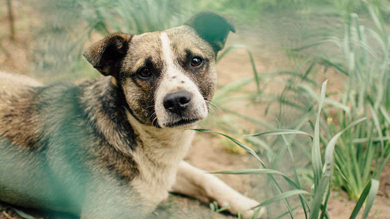 Πάνω από 50 άτομα συνελήφθησαν τους τελευταίους δύο μήνες για κακοποίηση ζώων