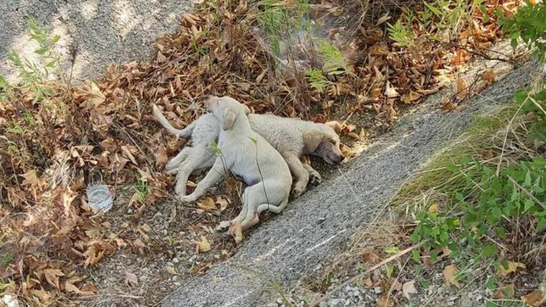 Χαλκιδική: Καταγγελία σοκ για κουταβάκια μέσα σε τσουβάλι στη μέση του δρόμου