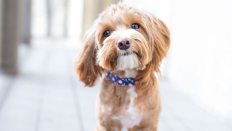Συμβουλές για να μάθεις τον σκύλο σου να μένει μόνος του στο σπίτι