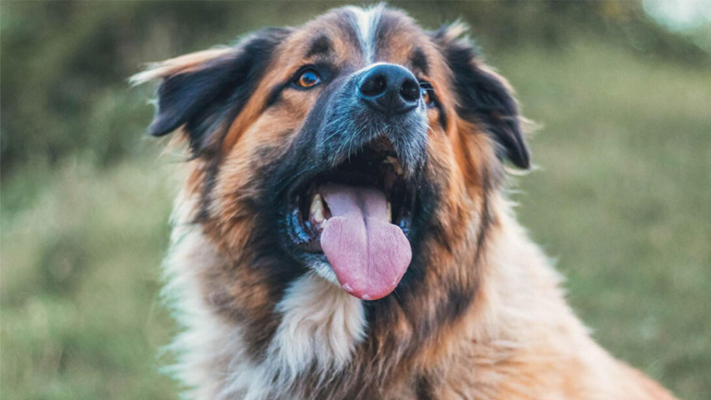 Πόσο καθαρό είναι το στόμα ενός σκύλου;