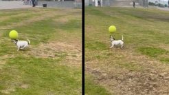 Σκύλος κάνει «κεφαλιές» με μια μπάλα