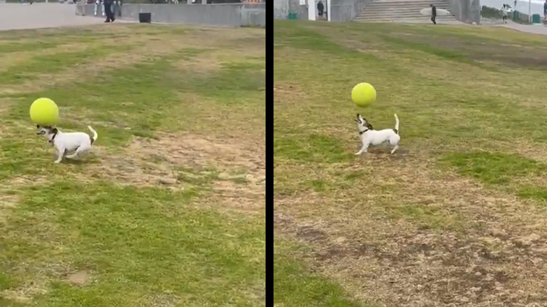 Σκύλος κάνει «κεφαλιές» με μια μπάλα