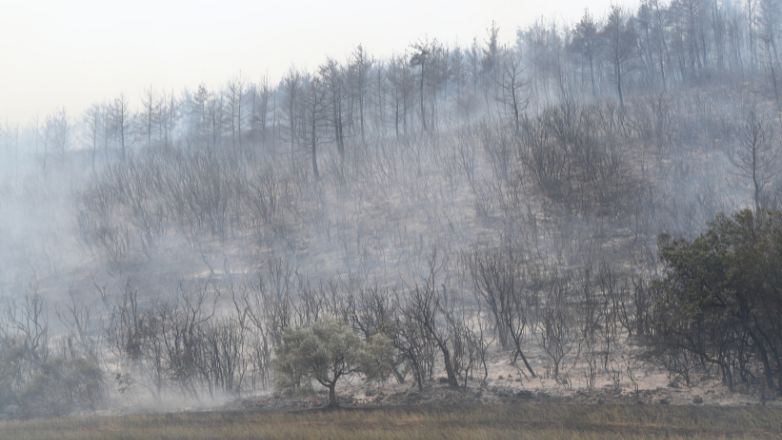 Δυο παιδάκια ανάμεσα στους απανθρακωμένους μετανάστες στο δάσος της Δαδιάς