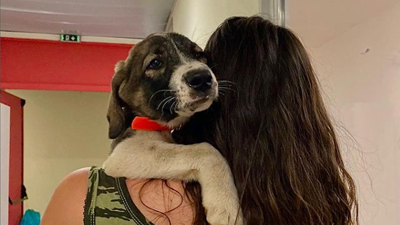 Ενημέρωση από τον σταθμό πυρόπληκτων ζώων στο Γαλάτσι