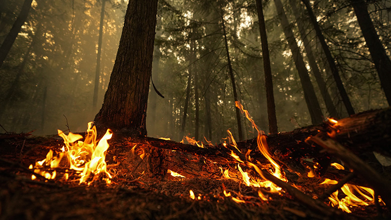 Ηρεμία επικρατεί στο μέτωπο των πυρκαγιών στο δυτικό τμήμα του Καναδά