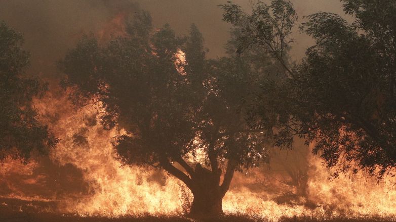 Πυρκαγιά στη Ροδόπη: Μήνυμα από το 112 για εκκένωση δύο περιοχών