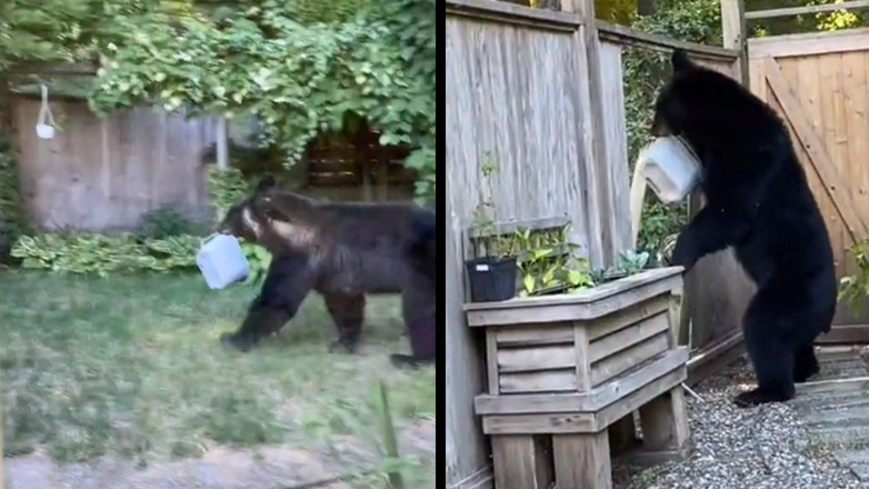 Μαύρη αρκούδα κλέβει φαγητό από ένα σπίτι