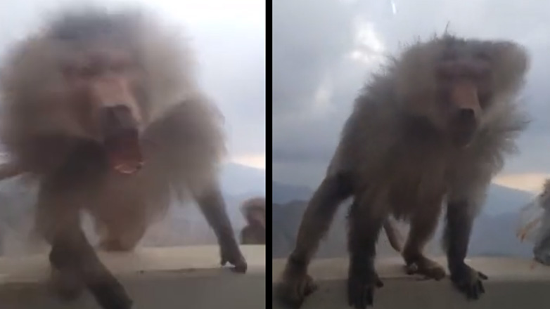 Άνδρας τρομάζει έναν μπαμπουίνο