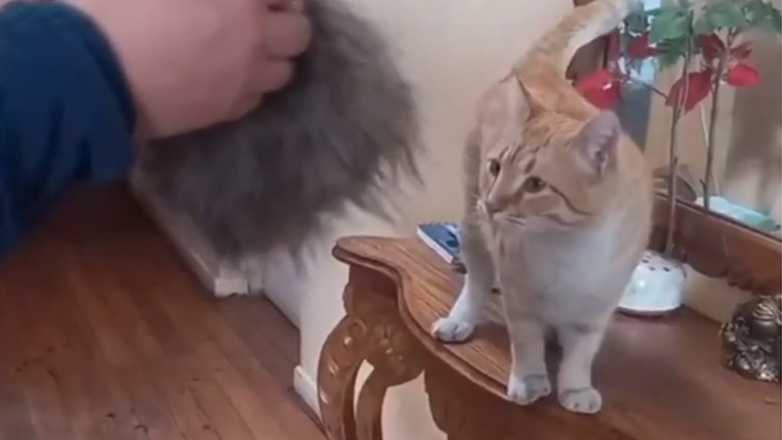 Και ξαφνικά η γάτα έγινε λιοντάρι