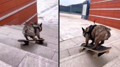 Σκύλος κάνει skate σας pro