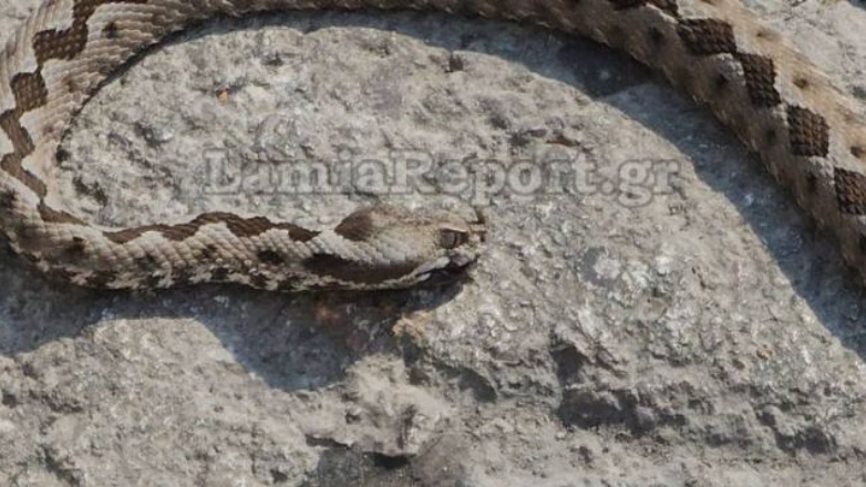 Λαμία: Aναστάτωση από νεκρή οχιά στο κέντρο της πόλης