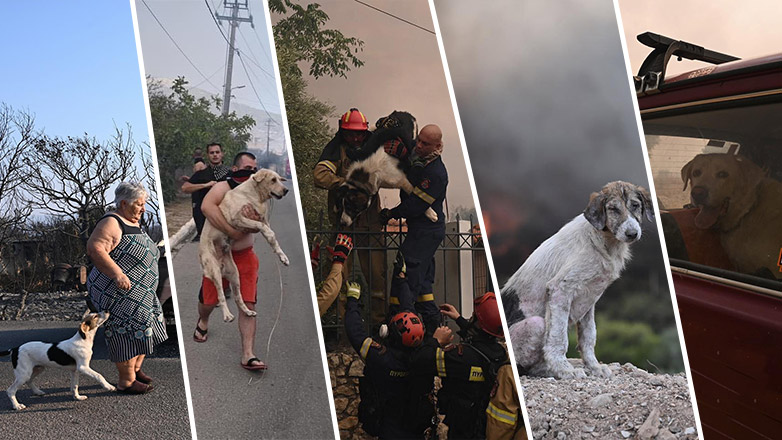 Παγκόσμια Ημέρα Σκύλων: Ο καλύτερος φίλος του ανθρώπου στις πυρκαγιές μέσα από το φακό της «Ζούγκλας»