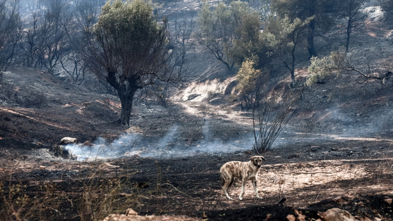 Τα τελευταία 7 χρόνια κάηκε το 33% των δασών της Αττικής – Οι περιοχές που έχουν πληγεί