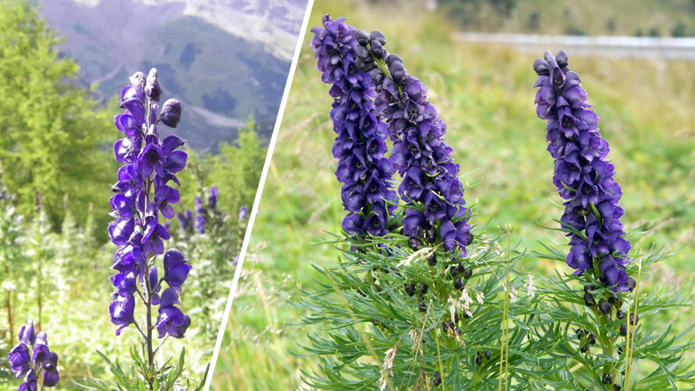 Αυτό το φυτό σκοτώνει!