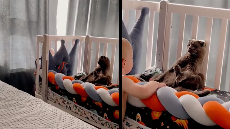 Η γάτα κρύβεται από το μωρό