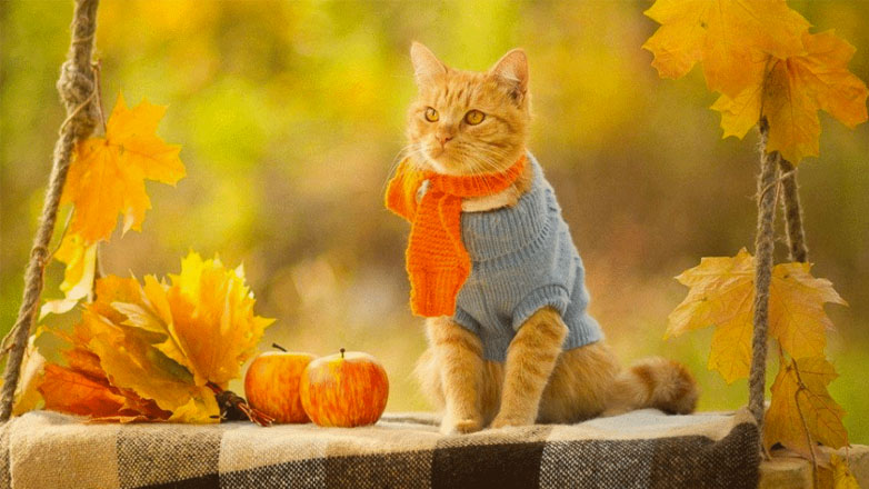 Τι αλλαγές περνά η γάτα το φθινόπωρο;