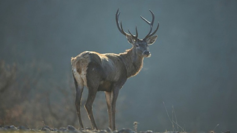 «Απαγόρευση έργων και κυνηγιού στις καμένες περιοχές» ζητά η Πανελλήνια Φιλοζωική και Περιβαλλοντική Ομοσπονδία