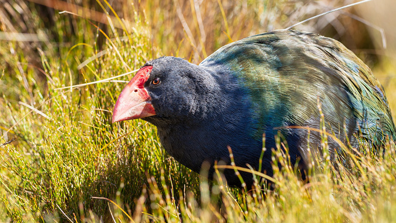 Το προϊστορικό Τακάχε επιστρέφει στη Νέα Ζηλανδία