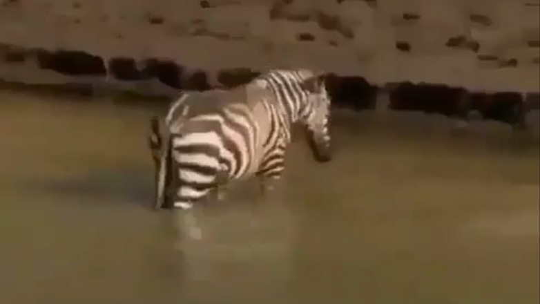 Η τυχερή ζέβρα