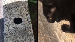 Γάτα ανακτά τα κλειδιά από μια τρύπα