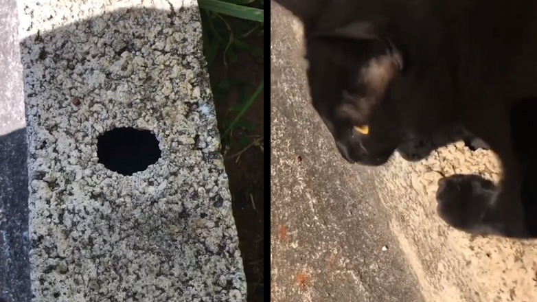 Γάτα ανακτά τα κλειδιά από μια τρύπα