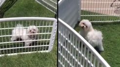 Ο σκύλος δεν είναι παρατηρητικός