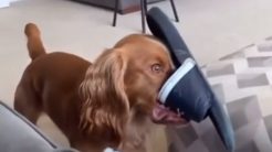 Ο σκύλος μπλόκαρε