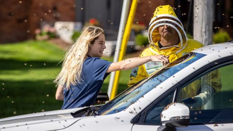 Τορόντο: 5 εκατ. μέλισσες «απέδρασαν» από φορτηγό