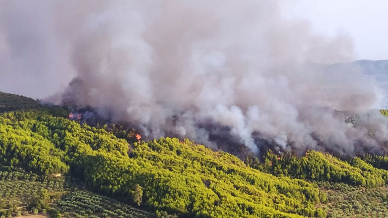 Φωτιά στη Μαγνησία: Μήνυμα από το 112 για εκκένωση της περιοχής Άσπρες Πεταλούδες